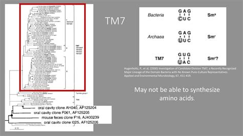 Vaginal Tm7 And The Absorption Of Amino Acids Ppt Download