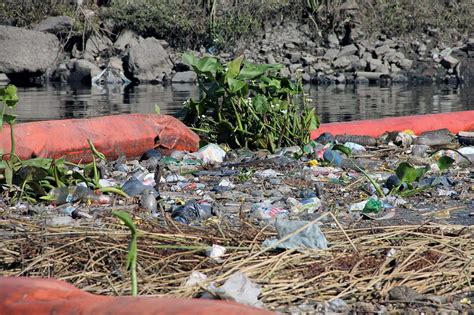 Ramas de la ecología y qué estudian