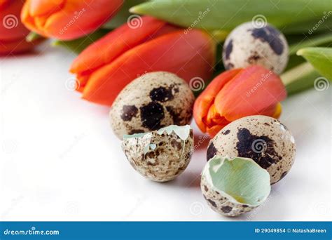 Tulipas E Ovos De Codorniz Vermelhos No Fundo Branco Foto De Stock