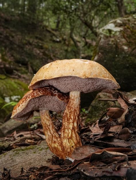 Flecked Bolete From Mulgoa Nsw Australia On January At