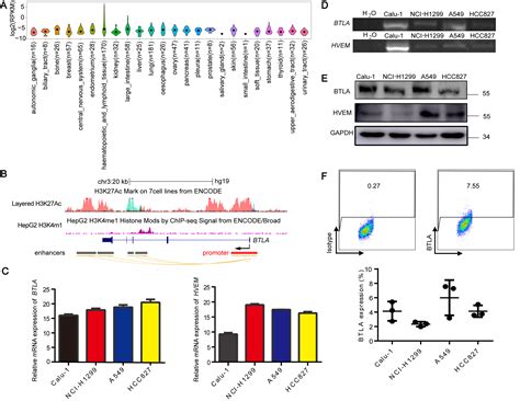 Cells Free Full Text Tumor Cell Intrinsic Btla Receptor Inhibits