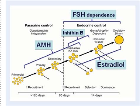 Figure From Anti Mullerian Hormone Amh What Do We Still Need To