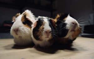 What Age Guinea Pig Should I Get Caring For All Pets