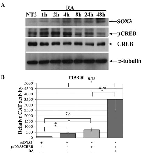 The Role Of CREB In RA Induced SOX3 Promoter Activity A Effects Of