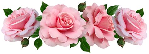 Flores Rosado Rosas Foto Gratis En Pixabay