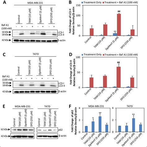 Dp44mt Induces Autophagic Initiation And Suppresses Autophagosome