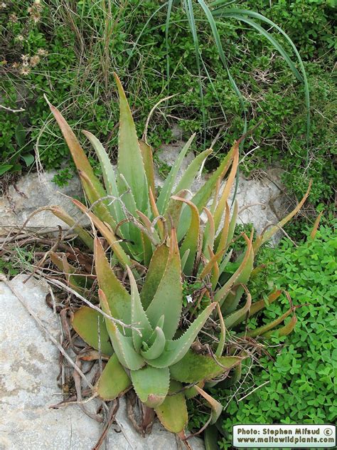 Aloe Vera Yellow Aloe The Online Flora Of The Maltese Islands