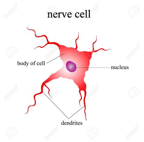 Nerve Cell Diagram - exatin.info