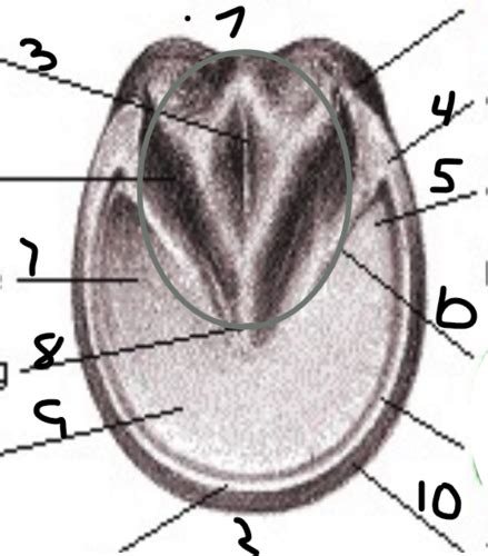 Diseases Of The Equine Foot Flashcards Quizlet