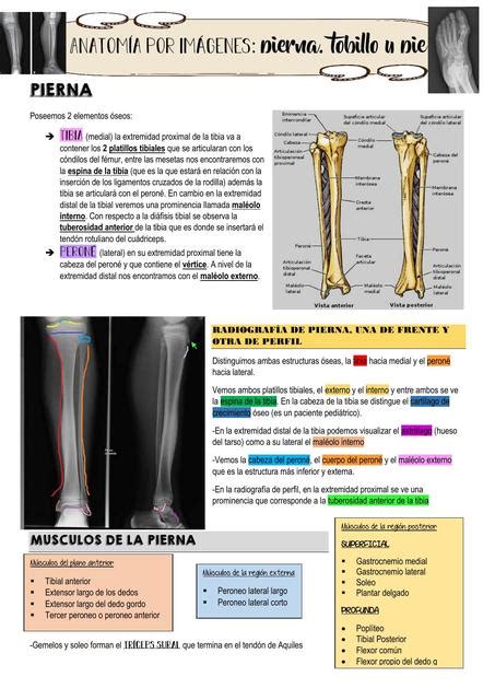 Anatomia UDocz