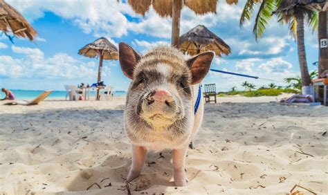 Pig Island: The Bahamas' Best Kept Secret - The Getaway