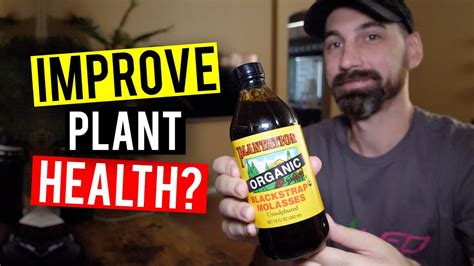 Molasses For Plants How To Feed And When Youtube