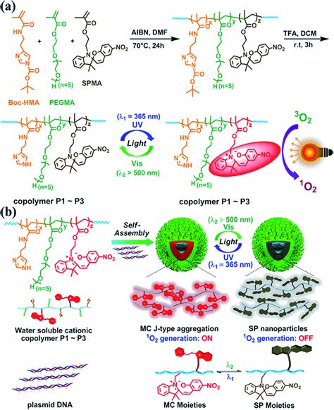 Schematic Presentations Of A The Synthetic Route Of P1p3 The