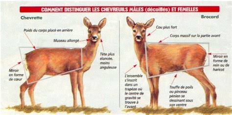 Différence Entre Une Biche Et Un Chevreuil Diverses Différences