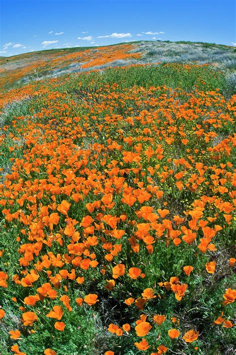 California Poppies, Antelope Valley Photograph by Russ Bishop | Fine Art America