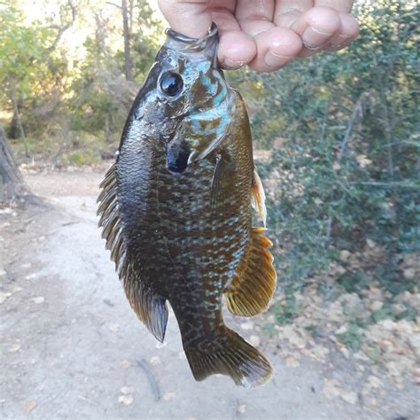 Beautiful Green Sunfish Or Pumpkin Seed Summer 2019 Pumpkin Seeds