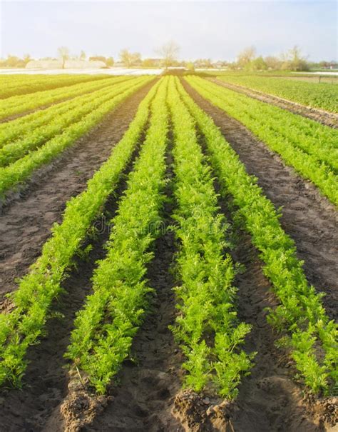 Carrot Plantations Are Grown In The Field Vegetable Rows Organic