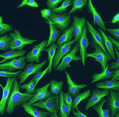 细胞生物学应该用什么显微镜 广州市明美光电技术有限公司