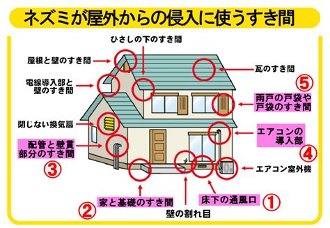 自力でネズミを追い出す方法｜4時間で駆除から再侵入防止までできる クジョカツ