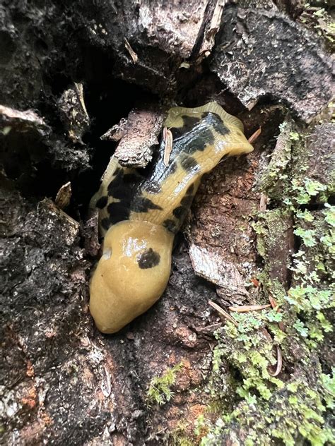 Pacific Banana Slug From Olympic National Park Forks Wa Us On June