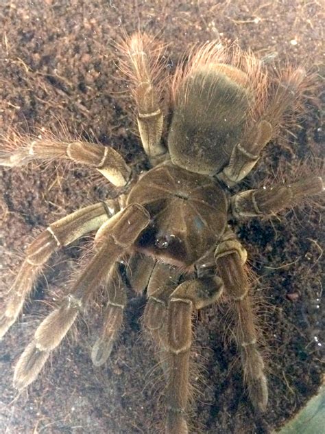 z OUT OF STOCK - Theraphosa blondi - GOLIATH BIRDEATER TARANTULA, 3-4 inches