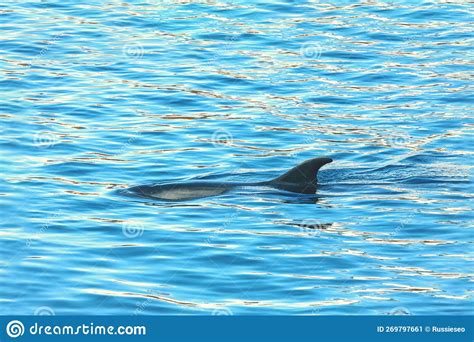 The Flipper Of Dolphin Stock Photography | CartoonDealer.com #46687448