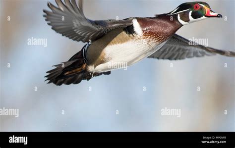 Wood duck flying hi-res stock photography and images - Alamy