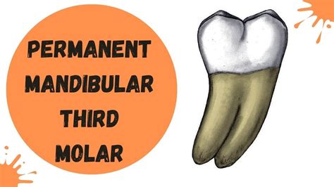 Mandibular Third Molar Tooth Morphology Made Easy Youtube