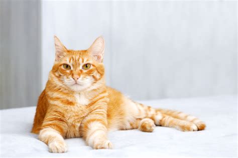 15 Fascinating Orange Tabby Cat Facts Youll Love To Learn Catster