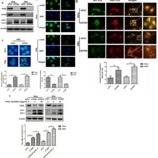 CSN6 Increases MTOR Stability By Reducing MTOR Ubiquitination A