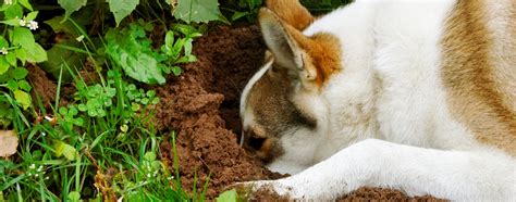 Cat Digging Holes In Garden Fasci Garden