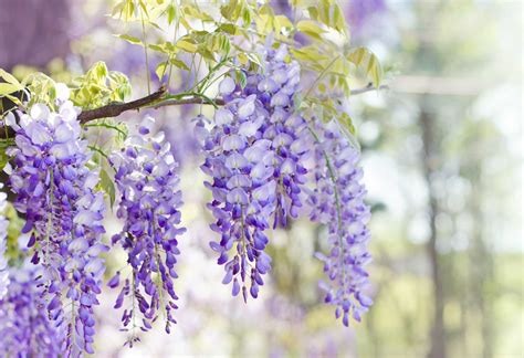 How to Germinate Dried Wisteria Seeds