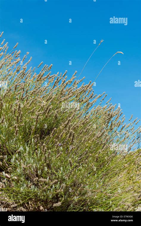 Lavender, Hvar island, Croatia Stock Photo - Alamy