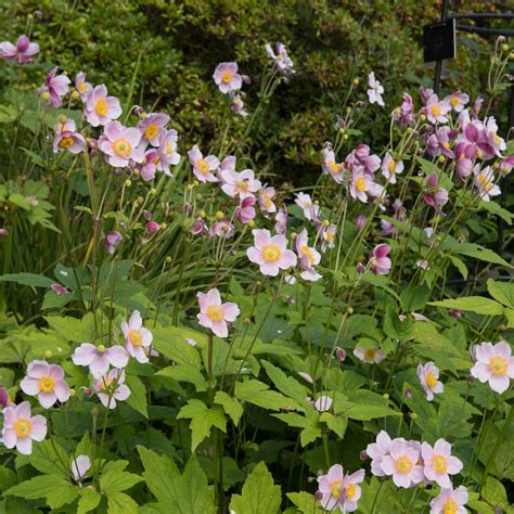 Anemone ‘pink Saucers Kiefer Nursery Trees Shrubs Perennials