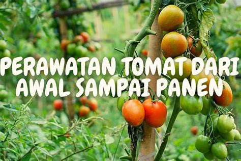 Perawatan Tomat Dari Awal Sampai Panen Trik Dan Tips Yang Perlu Petani