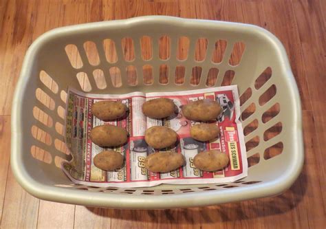 | Storing PotatoesMy Useful Ideas.com