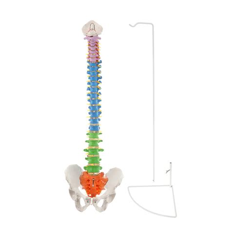 B Smart Anatomy A Didactic Flexible Spine Model