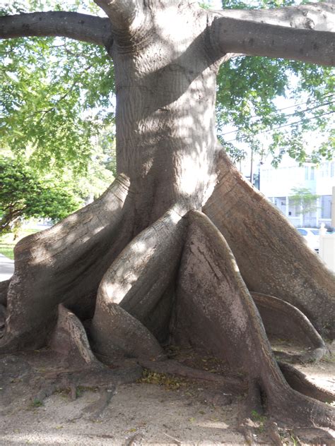 The Silk Cotton Tree Kapok Tree In Key West Florida Vacation Places Vacation Destinations