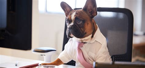 Ein Hund im Büro so macht Arbeit tierisch Spaß dogtales