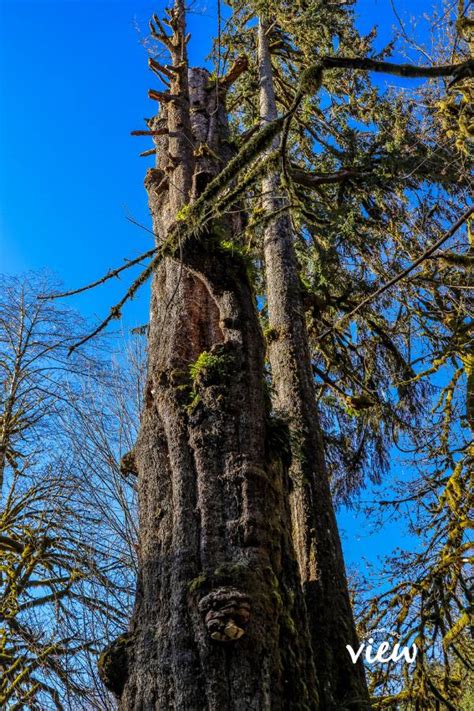 Port Renfrew Has Some Of Vancouver Islands Biggest Trees