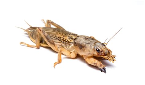 Mole Cricket Alert – NC Turf Bugs