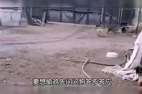 果子狸竟欺负的大狗无处躲藏结果被狠狠咬住后果真惨 果子狸 结果