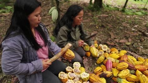 Two Female Cacao Farmers Opening Cocoa P Stock Video Pond5