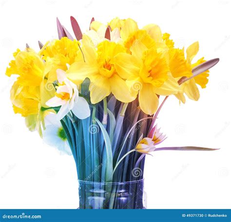 Narcissus flower bouquet stock photo. Image of white - 49371730