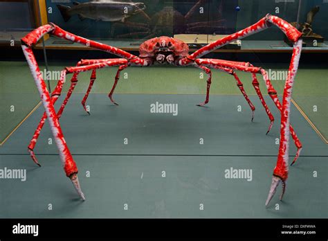 Japanese Spider Crab Compared To Human