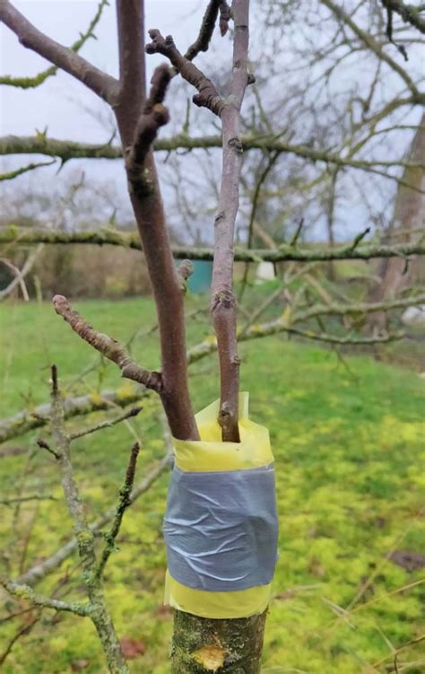 Wine Tasting Vineyards In France Grafting Fruit Trees