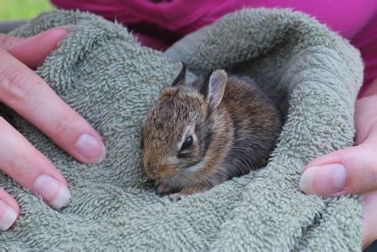 How to Nurse or Care for a Wild Baby Rabbit | Sciencing