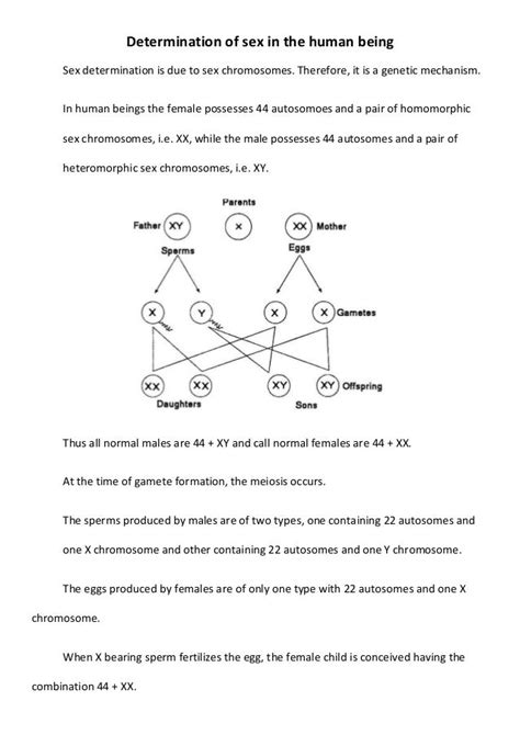 Determination Of Sex In The Human Being