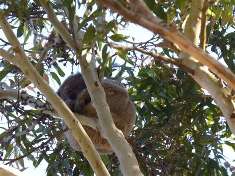 Tower Hill Wildlife Reserve