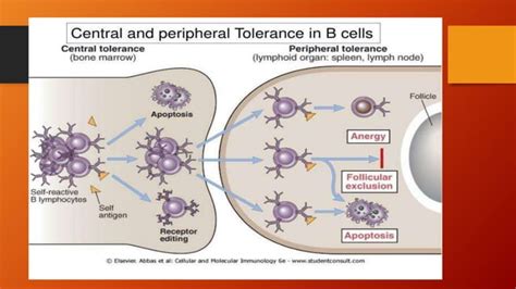 Immunosuppression And Immune Tolerance Ppt Ppt